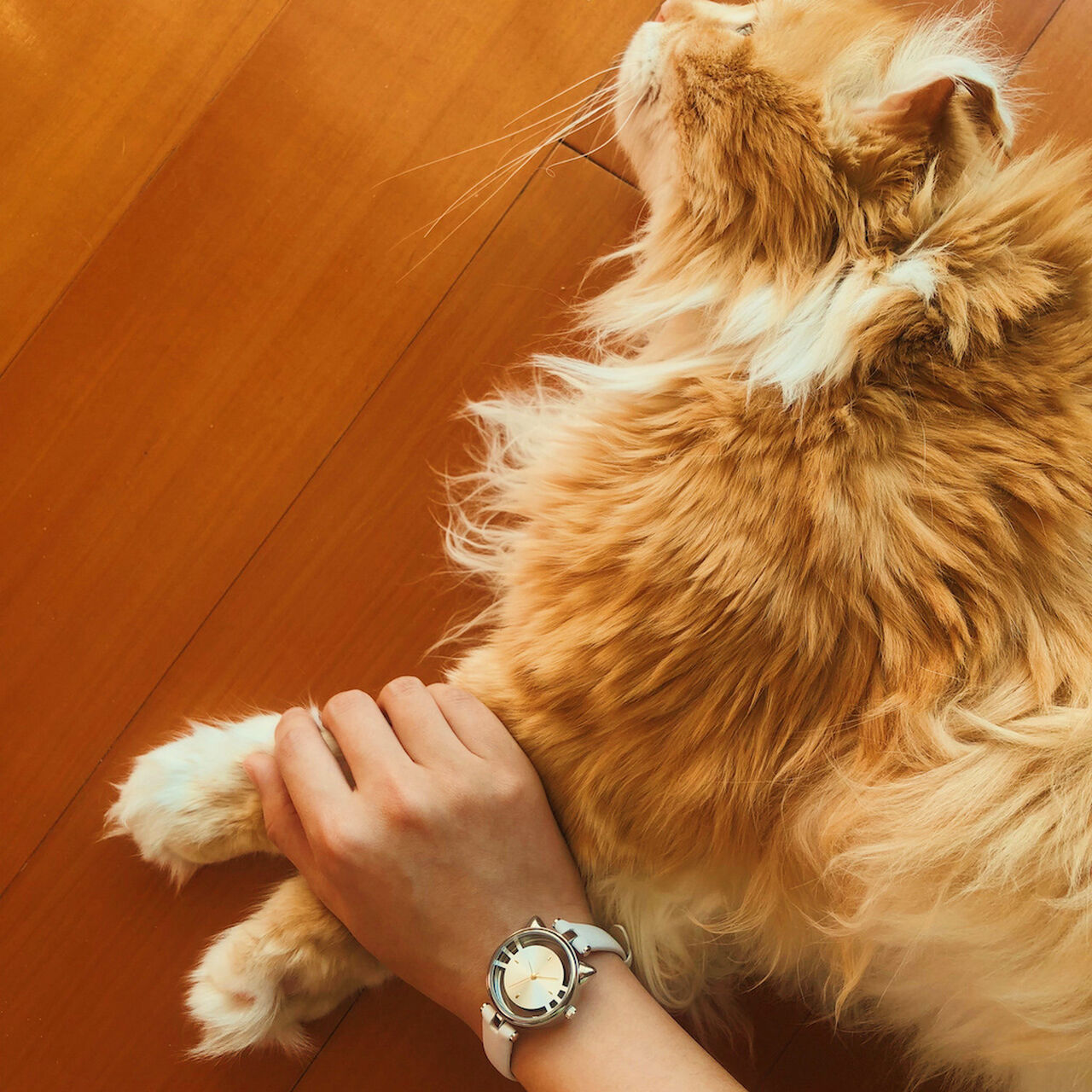 GRANDEUR Cat watch,, large image number 4